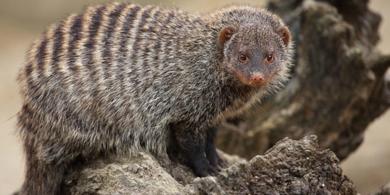 Striped Mongoose Stribet Desmerdyr