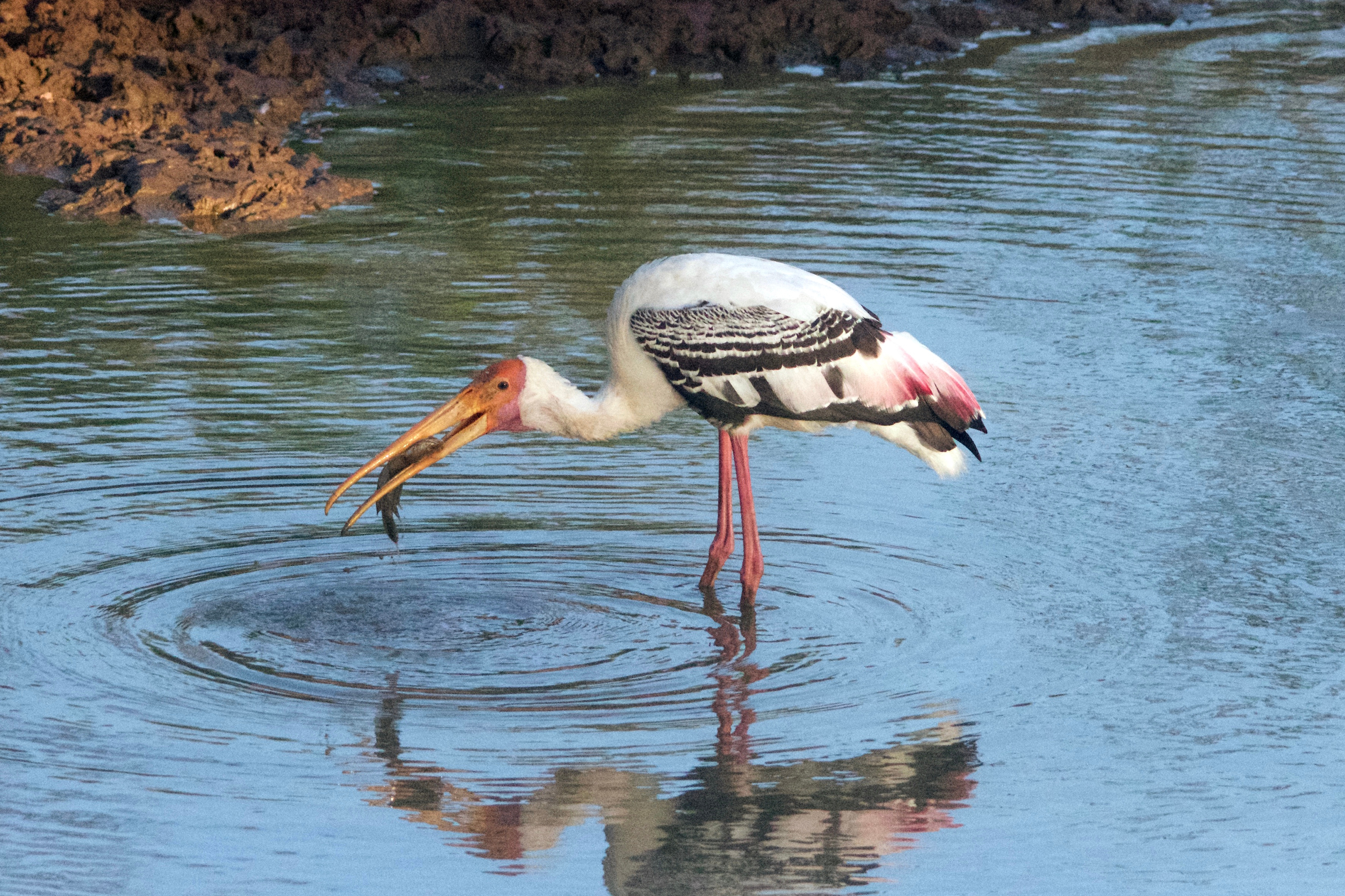 sri lanka - Kumana National Park_02 copy