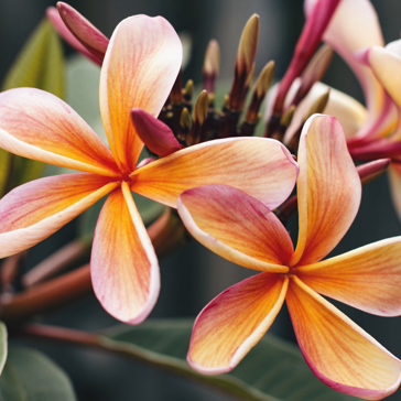 Mexico Blomst Frangipani 1154646 Cc