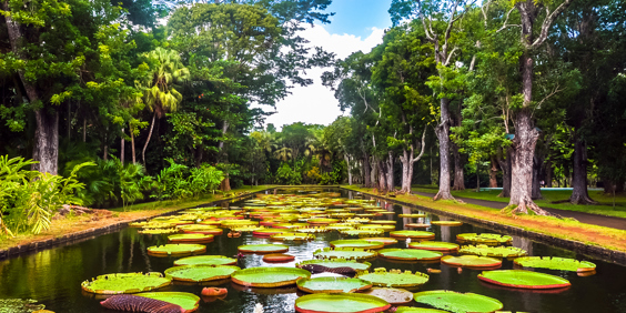mauritius - mauritius_pamplemousses_botanisk have_02