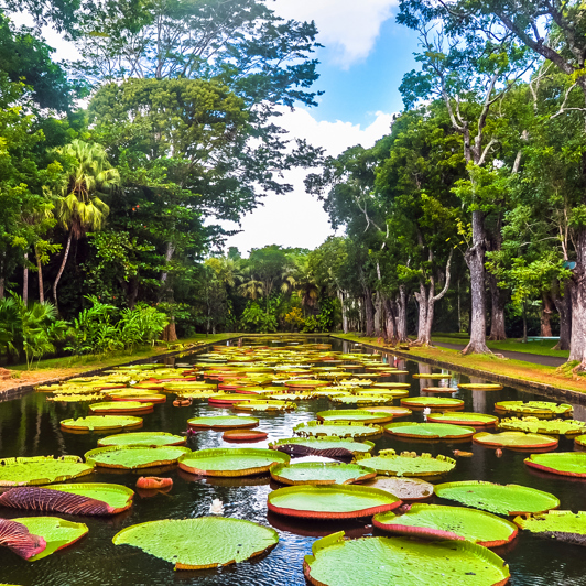 mauritius - mauritius_pamplemousses_botanisk have_02