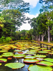 mauritius - mauritius_pamplemousses_botanisk have_02