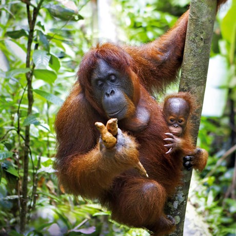 malaysia/borneo - borneo_orangutang_mor_baby_02_hf