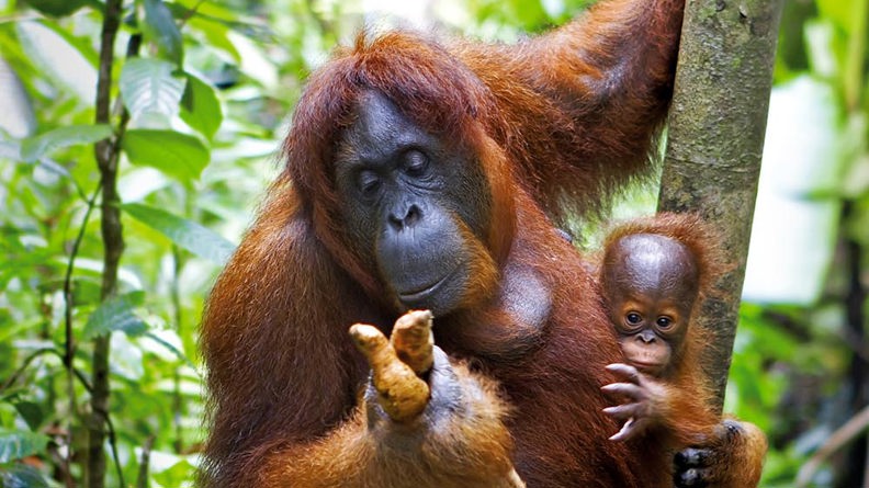 malaysia/borneo - borneo_orangutang_mor_baby_02_hf
