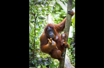 malaysia/borneo - borneo_orangutang_mor_baby_02_hf
