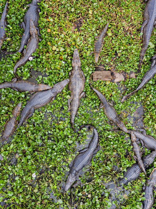Pantanal Alligatorer