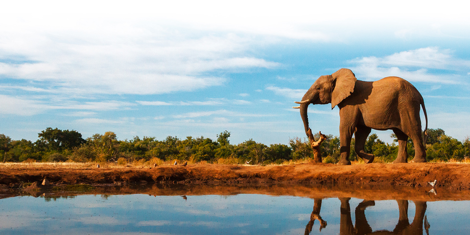 sydafrika - sydafrika_natur_elefant_01