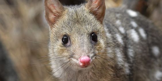 Australien Tasmanien Gul Østlig Quoll