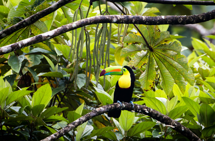 costa rica - costa rica_tucan_fugl_02