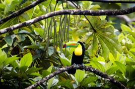 costa rica - costa rica_tucan_fugl_02