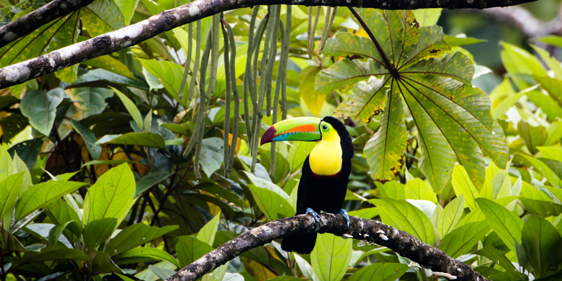 costa rica - costa rica_tucan_fugl_02