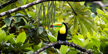 costa rica - costa rica_tucan_fugl_02