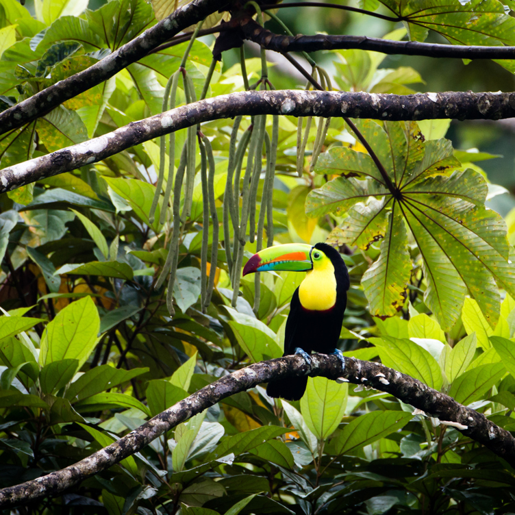 costa rica - costa rica_tucan_fugl_02