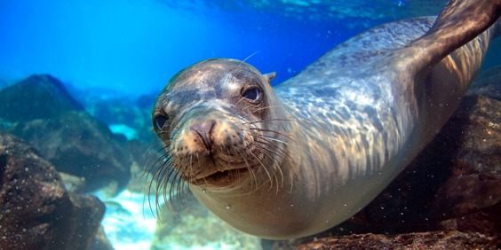 galapagos_soeloeve_20