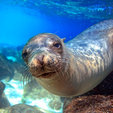 galapagos_soeloeve_20