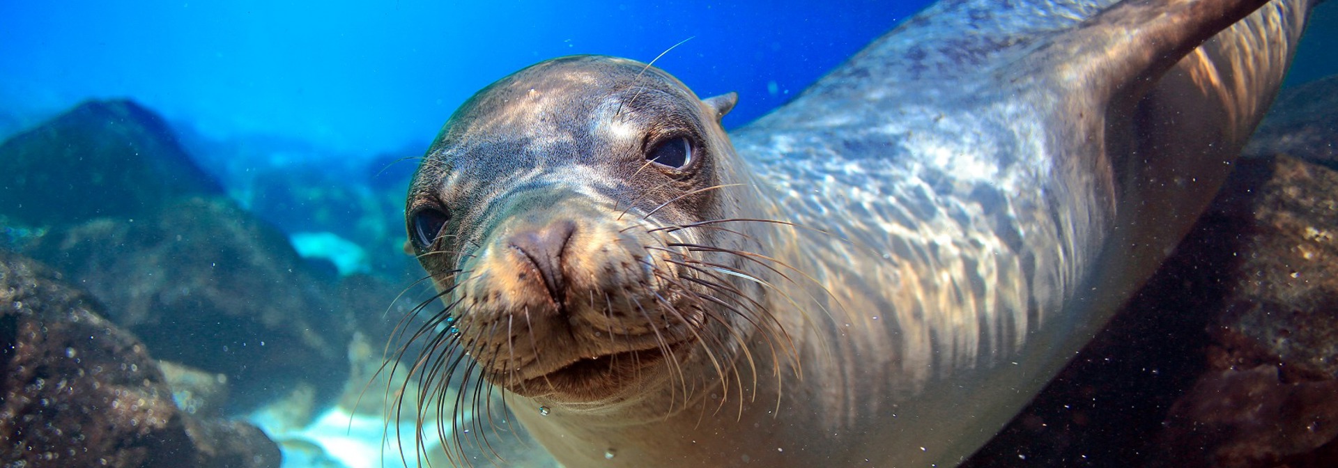 galapagos_soeloeve_20