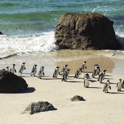 sydafrika - cape town_boulders beach_pingvin_07