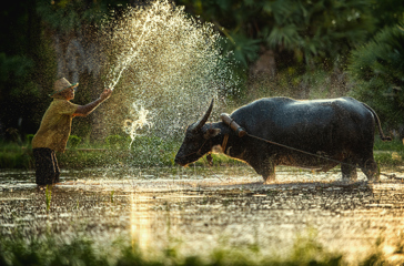 Cambodia108