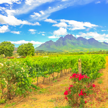 Stellenbosch Wine