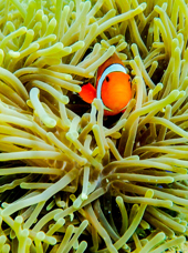 Koh Mook Tropefisk