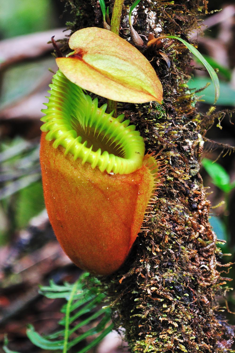 malaysia/borneo - borneo_nepenthes villosa_blomst_01_hf