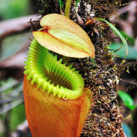 malaysia/borneo - borneo_nepenthes villosa_blomst_01_hf