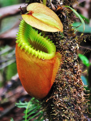 malaysia/borneo - borneo_nepenthes villosa_blomst_01_hf