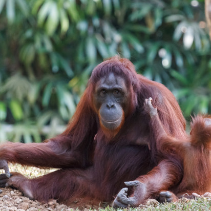 singapore - singapore zoo_orangutang_01