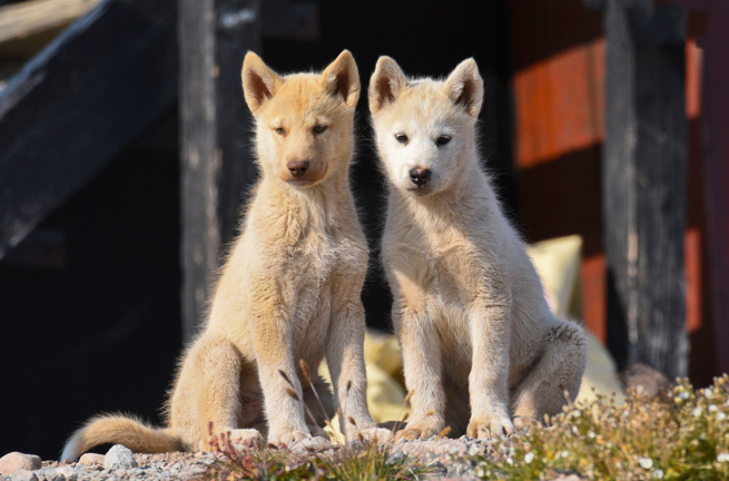 hunde_13