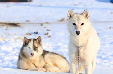 Ilulissat Hundeslaede 2449816371