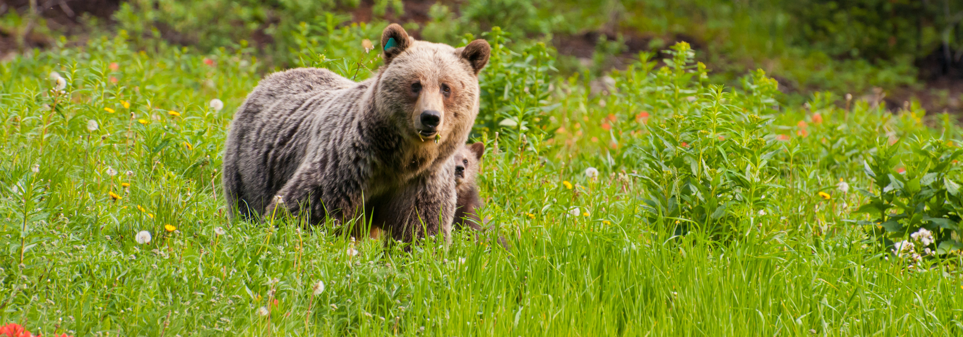 canada - canada_natur_bjoern_01