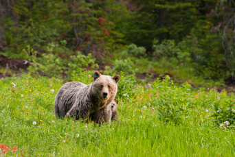 Her skal vi på udkig efter nogle af Alaskas vilde dyr, bl.a. Gråbjørnen...