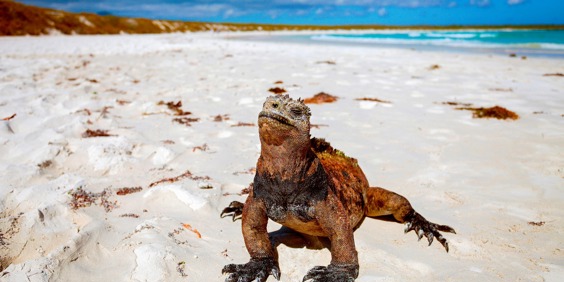 galapagos_leguan