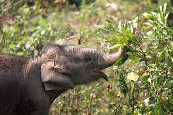 laos - elephant conservation center _02