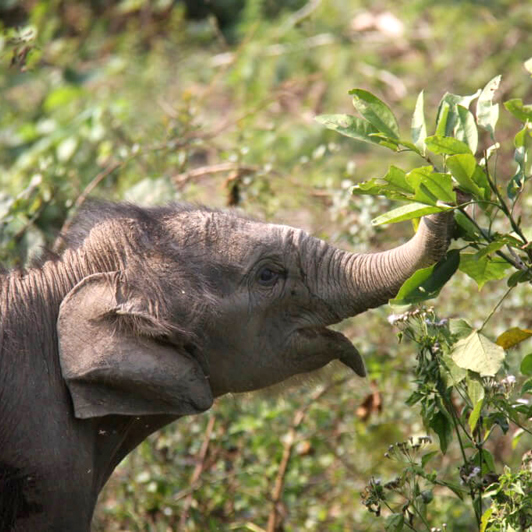 laos - elephant conservation center _02