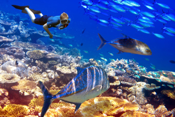 mauritius - mauritius dykning