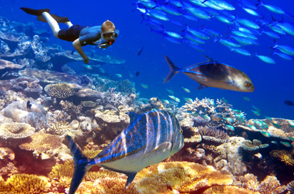 mauritius - mauritius dykning