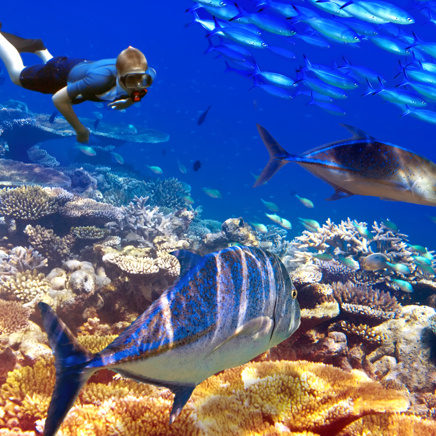 mauritius - mauritius dykning