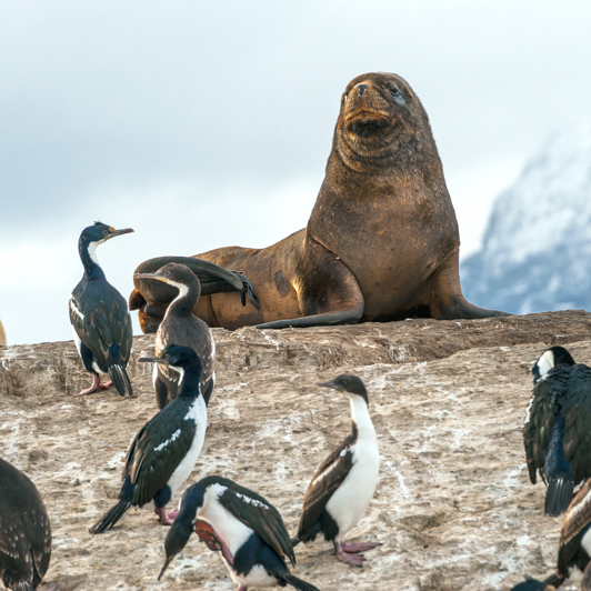 argentina - martillo island_soeloeve_01