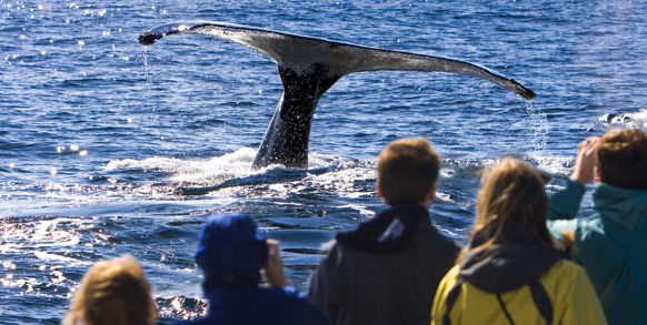 Whale whatching i Hermanus