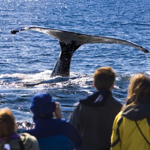 sydafrika - plettenburg bay_hval_hale_01