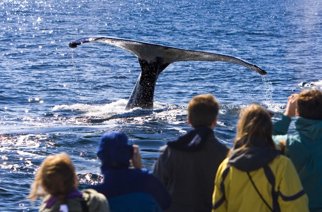 sydafrika - plettenburg bay_hval_hale_01