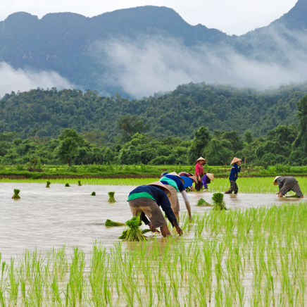 laos - vang vieng_rismark_befolkning_03