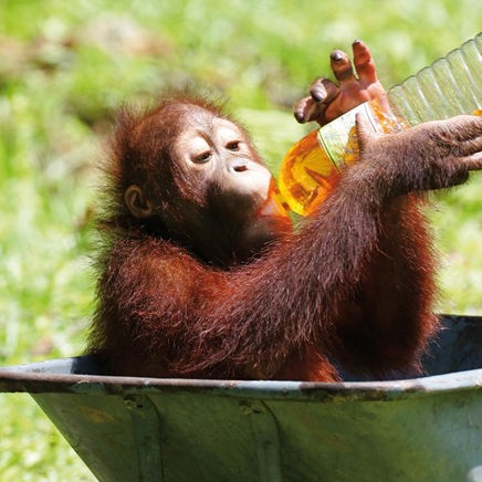 malaysia/borneo - borneo_orangutang_baby_04_hf