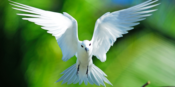 seychellerne - seychellerne_fairy tern_fugl_02