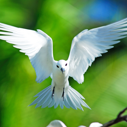 seychellerne - seychellerne_fairy tern_fugl_02