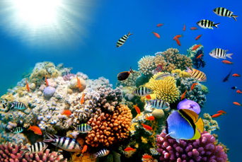 thailand - thailand_dykning_07