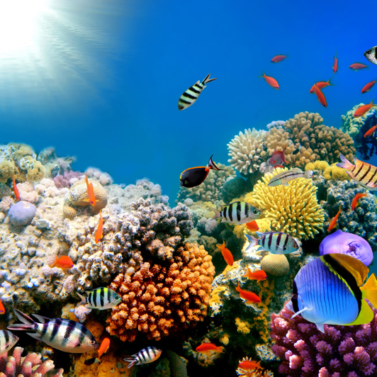 thailand - thailand_dykning_07