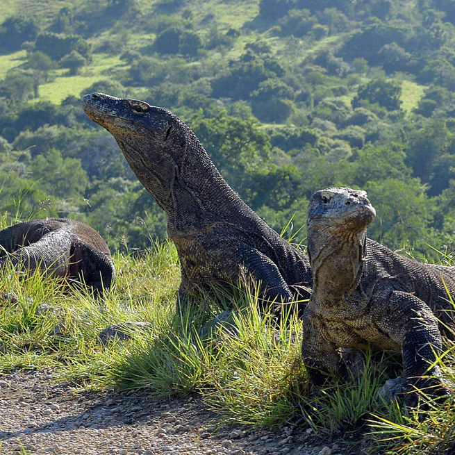 bali - komodo_varan_04