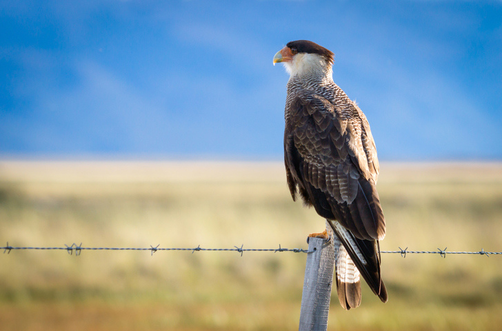 argentina - patagonien_caracara_fugl_01